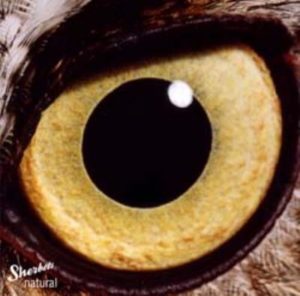 【聞き逃し厳禁!】Sherbetsの「natural」は日本で一番過小評価されているアルバム